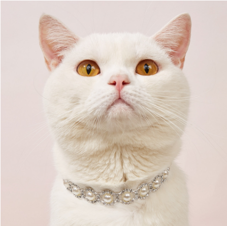 Collar decorativo de perlas de imitación para mascotas