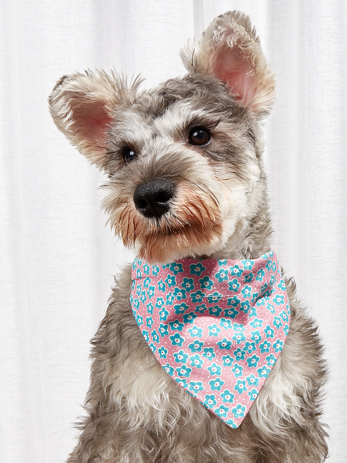 Pañuelo triangular estampado para mascotas